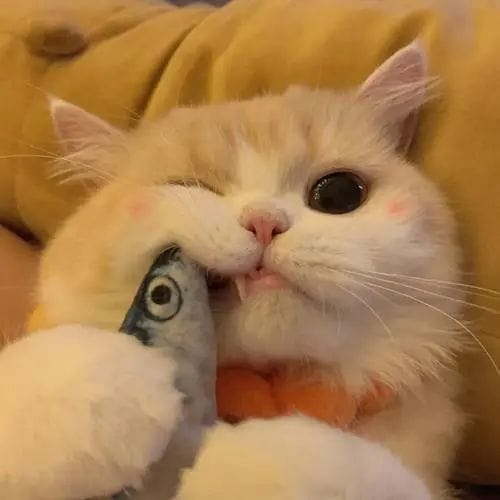 พีระพัฒน์ โน๊ตชัยยา avatar